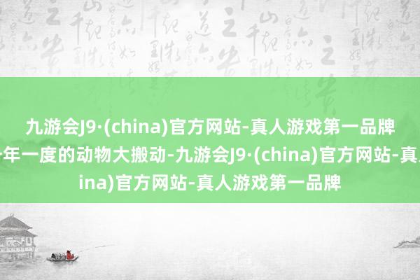 九游会J9·(china)官方网站-真人游戏第一品牌我有幸目击了一年一度的动物大搬动-九游会J9·(china)官方网站-真人游戏第一品牌